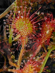 sundew